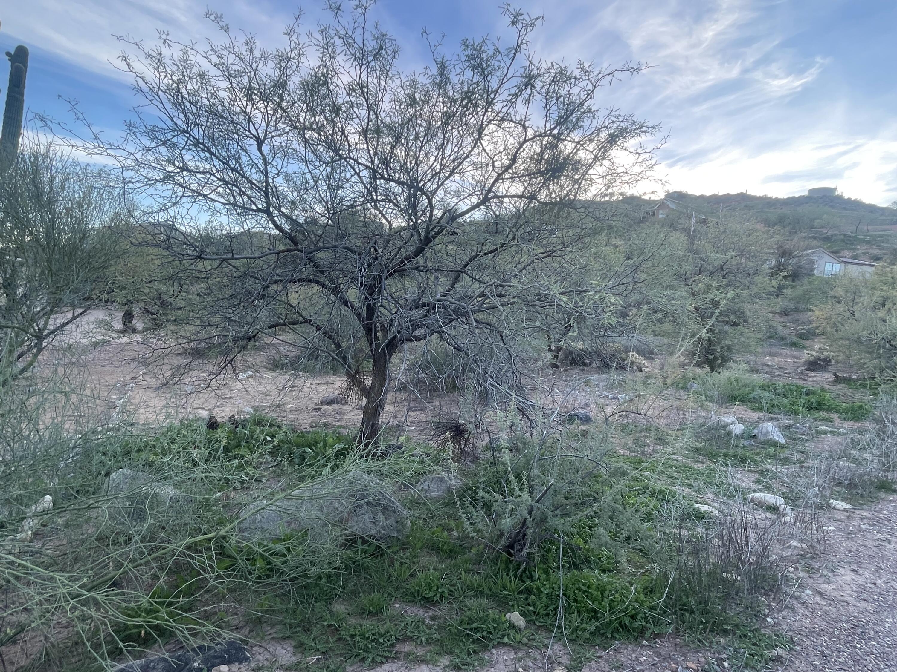 68 Saguaro Road Tonto Basin, AZ 85553 - Photo 1 of 8 a view of a forest filled with trees