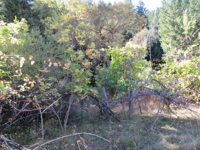 2500 Van Duzen Road Bridgeville, CA 95526 - Photo 3 of 48