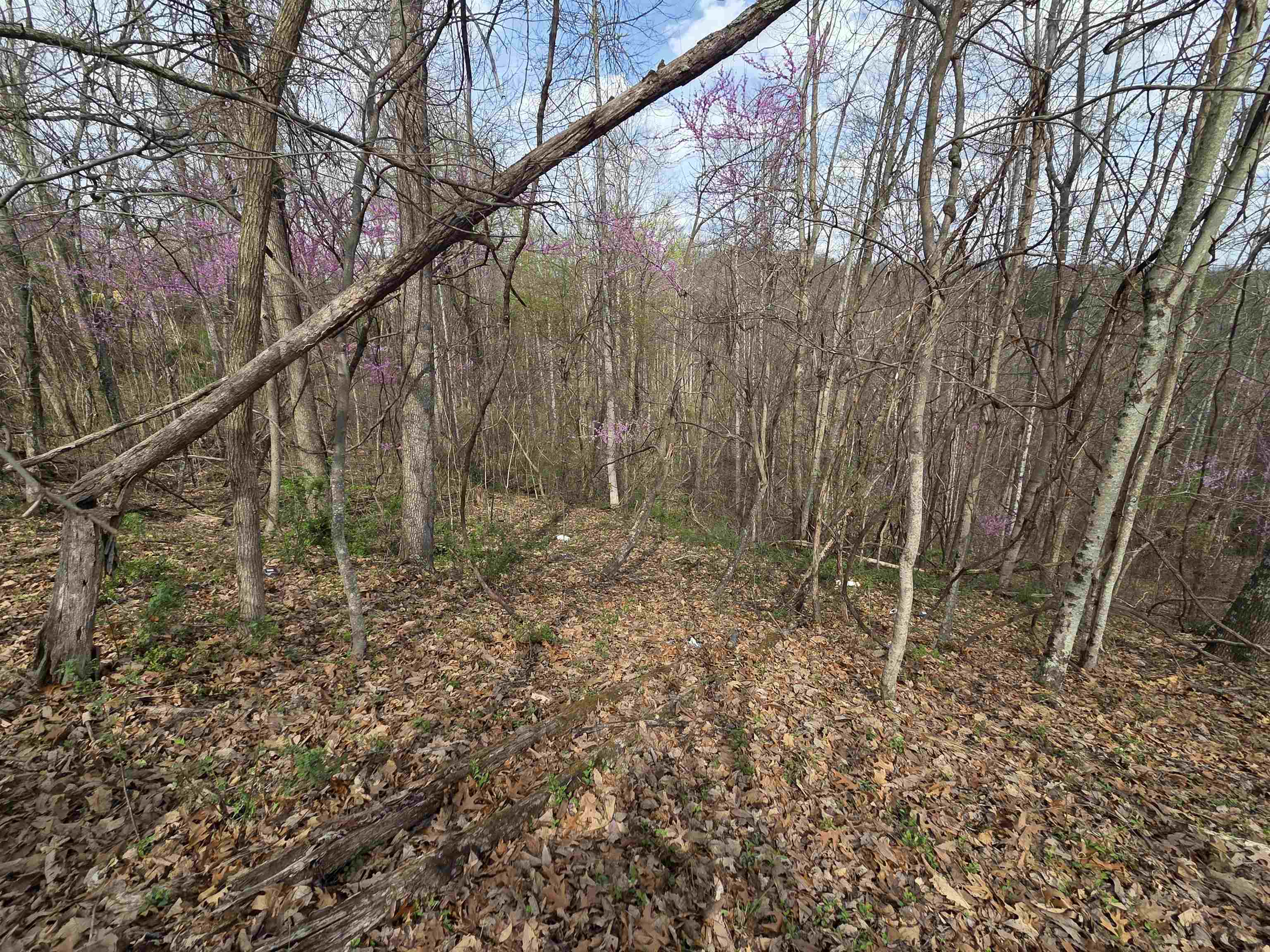 Kiser Fork Road Olive Hill, KY 41164 - Photo 39 of 46 Gallery Image 39