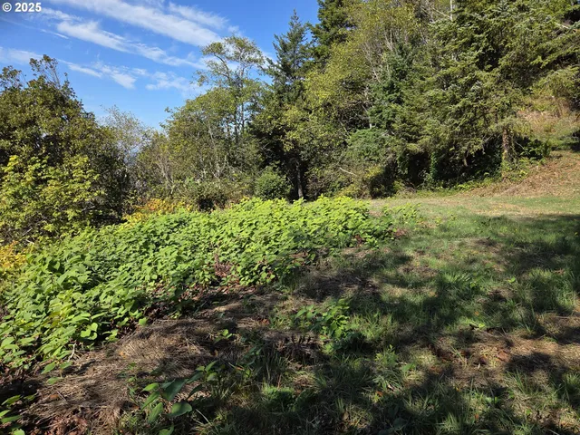 a view of a yard with a tree