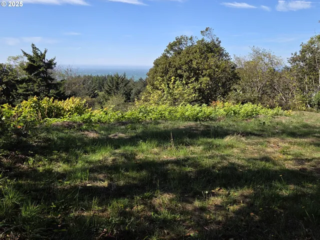 a view of a field with a tree