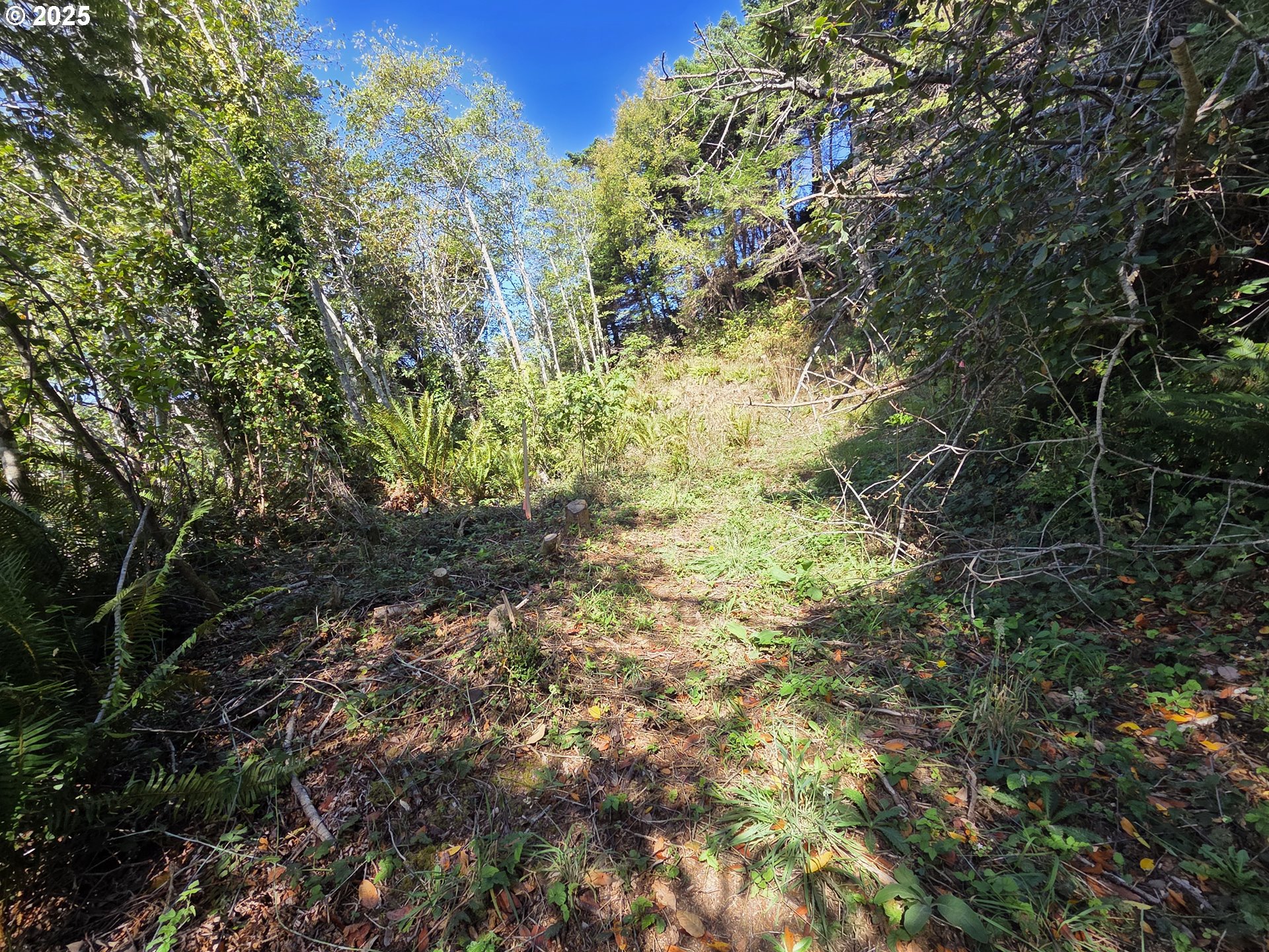Hillside Acres Road, Unit 124 Gold Beach, OR 97444 - Photo 22 of 30 a view of a tree in a yard