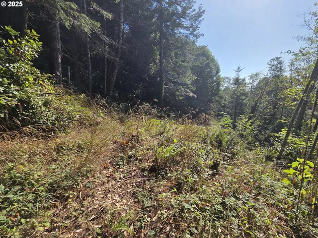 a view of a yard with plants and trees