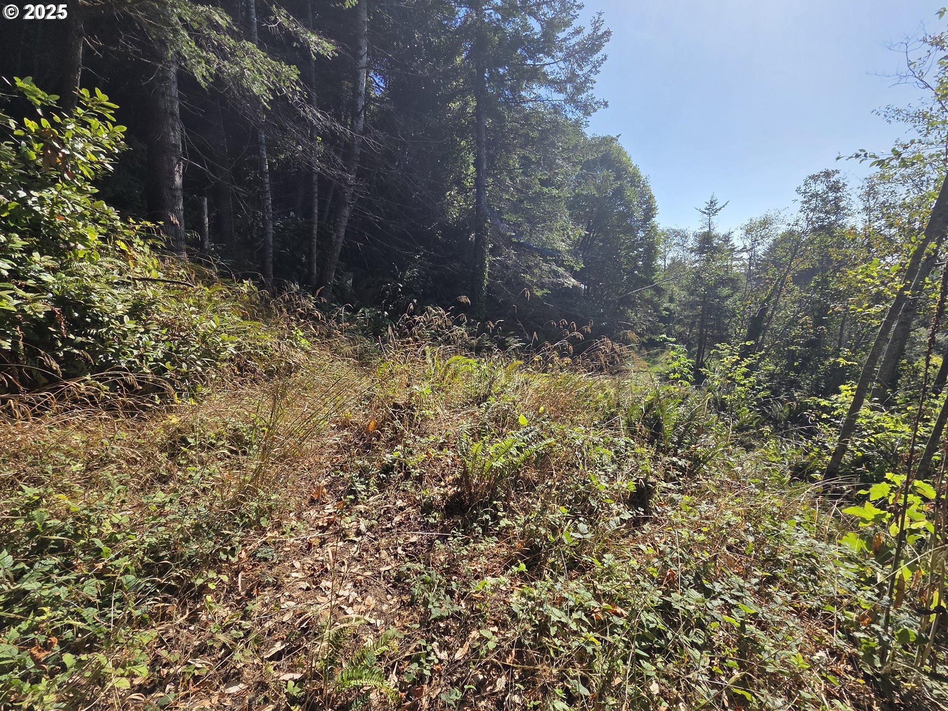 Hillside Acres Road, Unit 124 Gold Beach, OR 97444 - Photo 25 of 30 a view of a yard with a tree