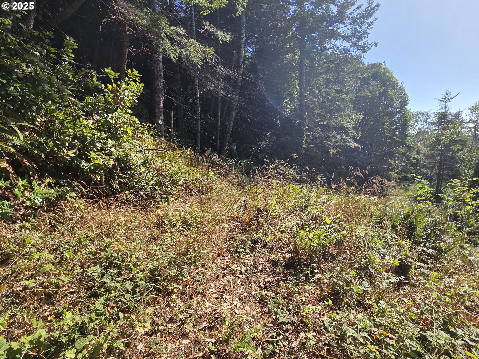 Hillside Acres Road, Unit 124 Gold Beach, OR 97444 - Photo 26 of 30 a view of a yard with plants and trees
