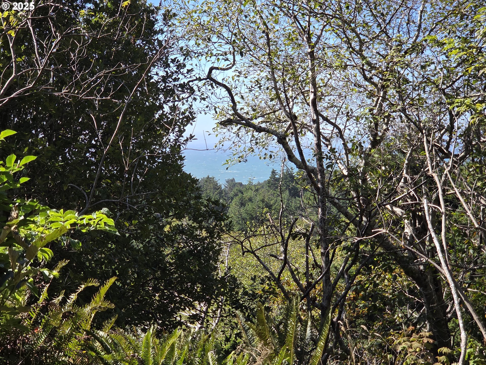 Hillside Acres Road, Unit 124 Gold Beach, OR 97444 - Photo 27 of 30 a picture of tree