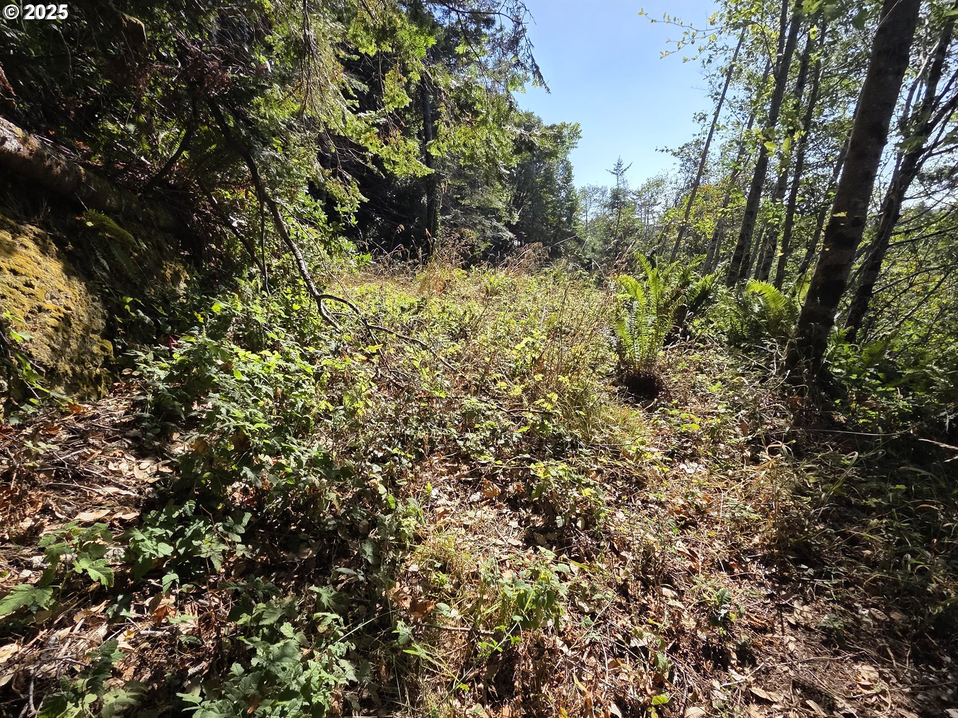 Hillside Acres Road, Unit 124 Gold Beach, OR 97444 - Photo 28 of 30 a view of a big yard with large trees