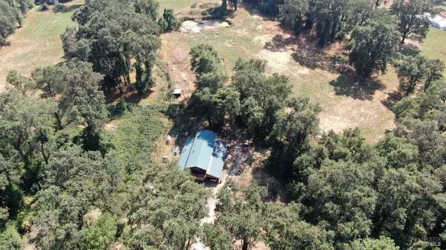 a view of a yard with plants and large trees