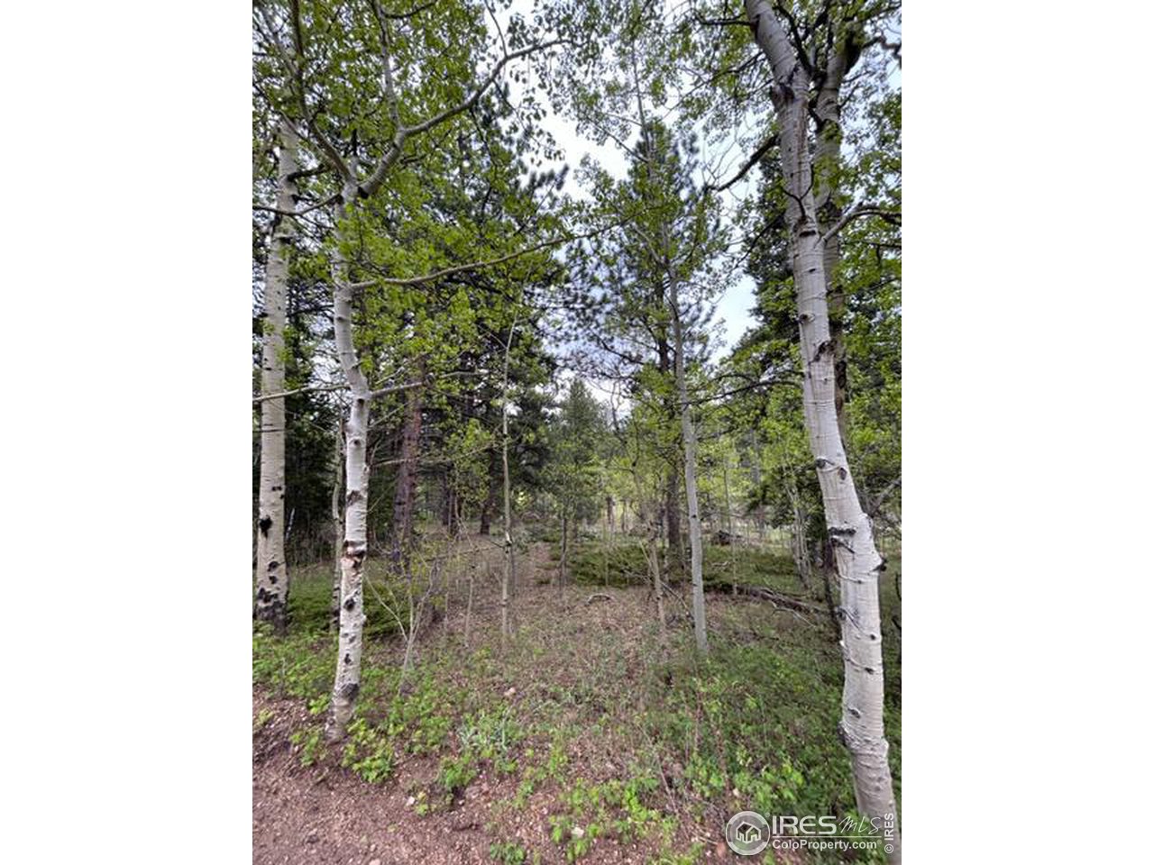 0 Upper Travis Gulch Road Black Hawk, CO 80422 - Photo 18 of 23 Gallery Image 18