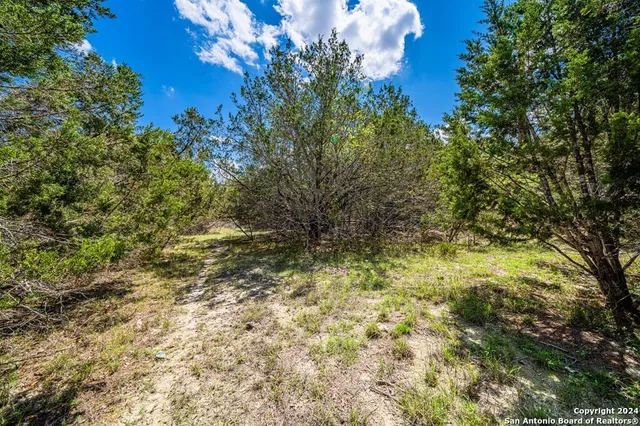 a view of a garden with a tree