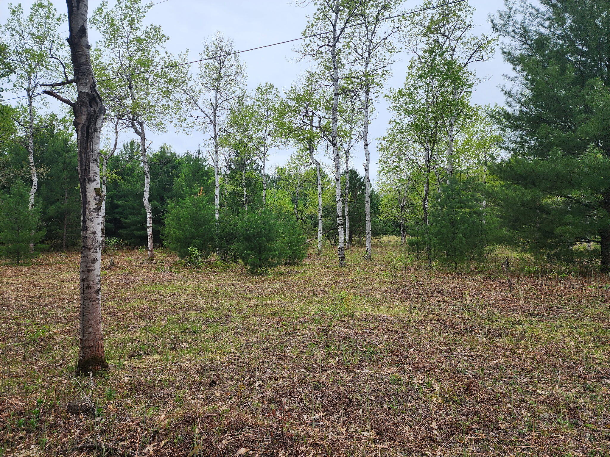 0 Hall Creek Road Interlochen, MI 49643 - Photo 12 of 14 20260524_095116