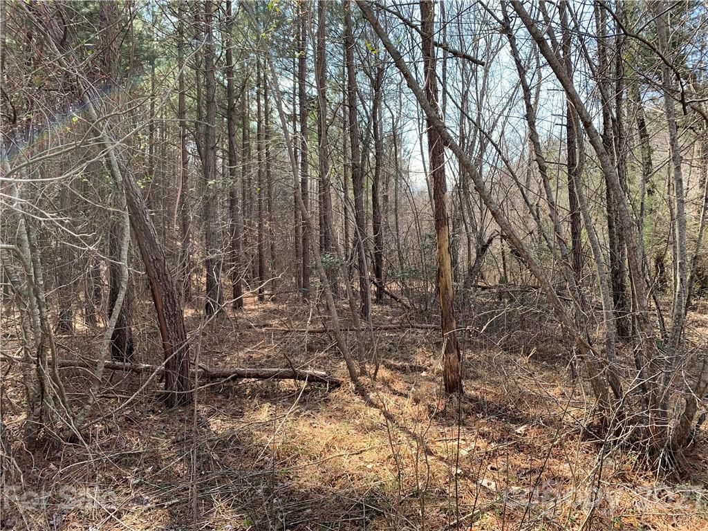 999 Holbert Cove Road, Unit 4 Saluda, NC 28773 - Photo 4 of 14 a view of forest