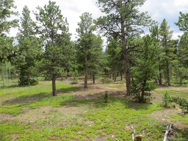 a view of a tree in a yard