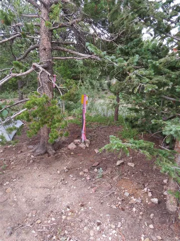 a view of a forest with a tree