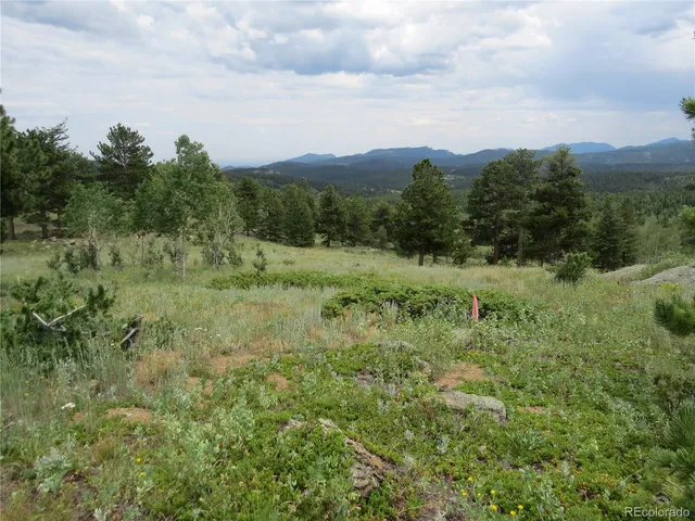 a view of a lush green forest with lots of trees