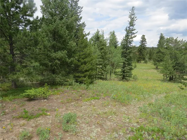 a view of a forest with trees in the background