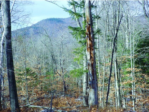 Lot 46 G Dale Road Sandwich, NH 03227 - Photo 3 of 10 Gallery Image 3