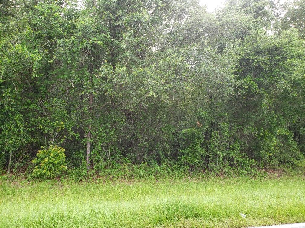 0 Futch Road Adel, GA 31620 - Photo 1 of 2 Gallery Image 1