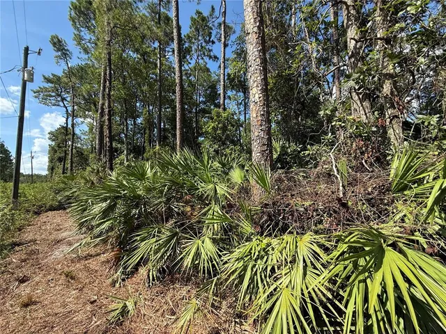 a close up of a plant in a garden