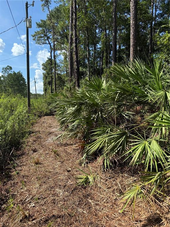 Mallard Road Satsuma, FL 32189 - Photo 3 of 3 a view of a yard with plants