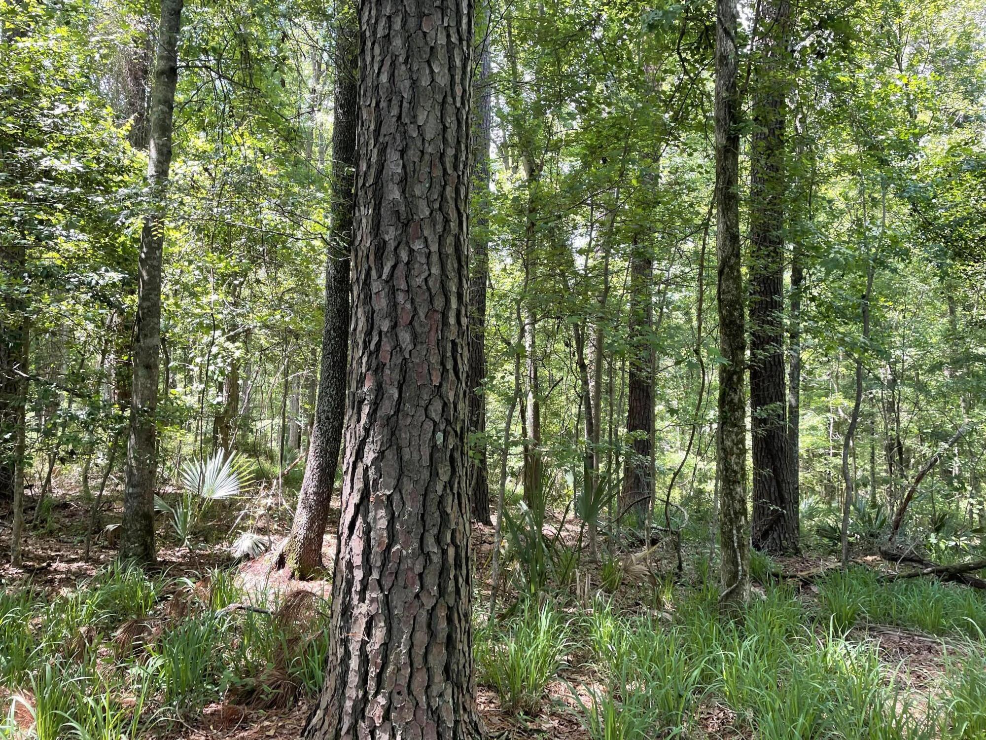 2291 Old Gilliard Road Ridgeville, SC 29472 - Photo 8 of 17 IMG_6061