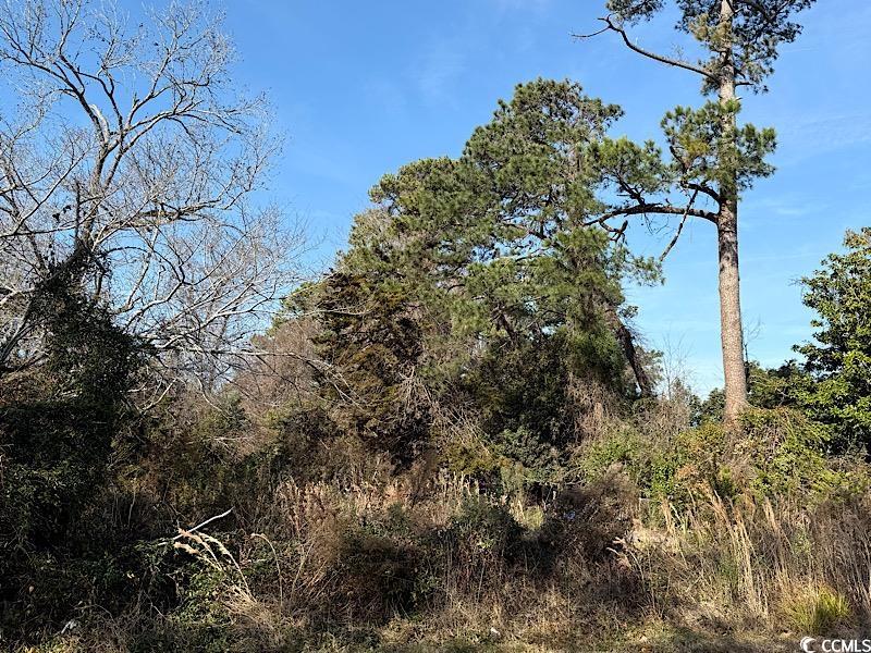 1005 3rd Avenue North Myrtle Beach, SC 29577 - Photo 2 of 5 View of nature