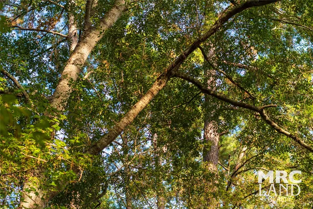 a view of a lush green forest with large trees