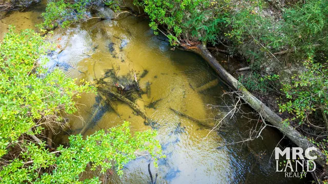 a view of a forest with a forest