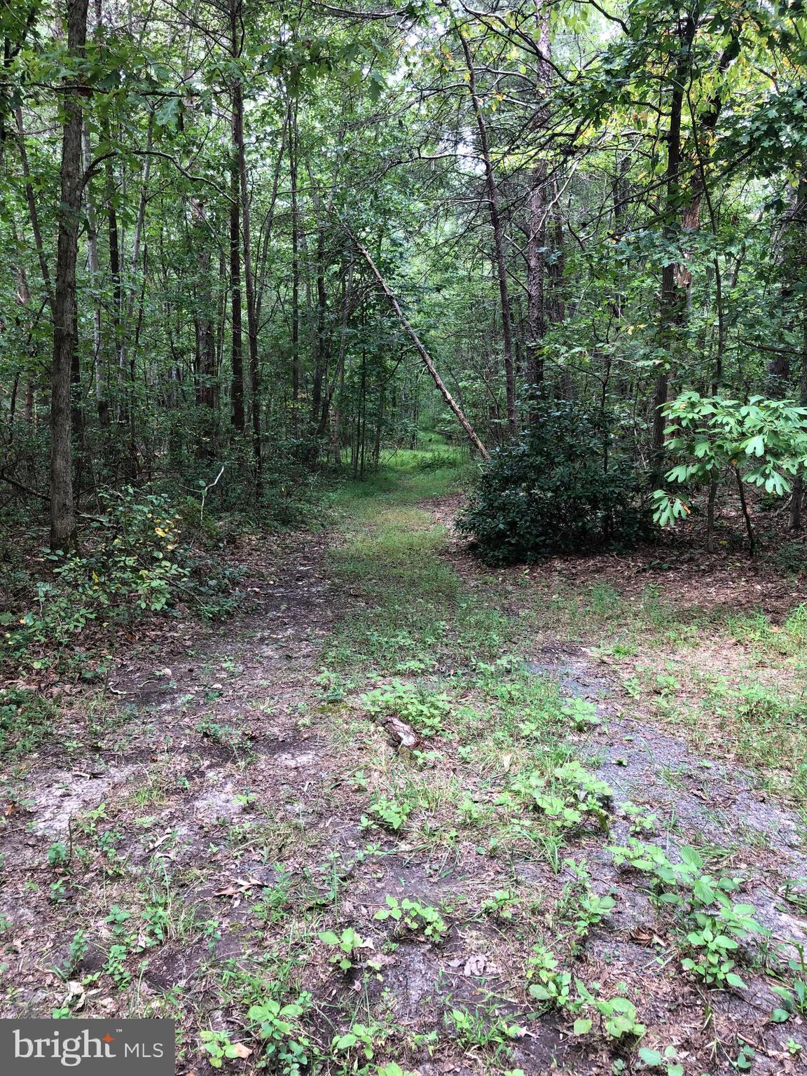 Lot 4 Settle School Road Rixeyville, VA 22737 - Photo 1 of 13 Path leading through property