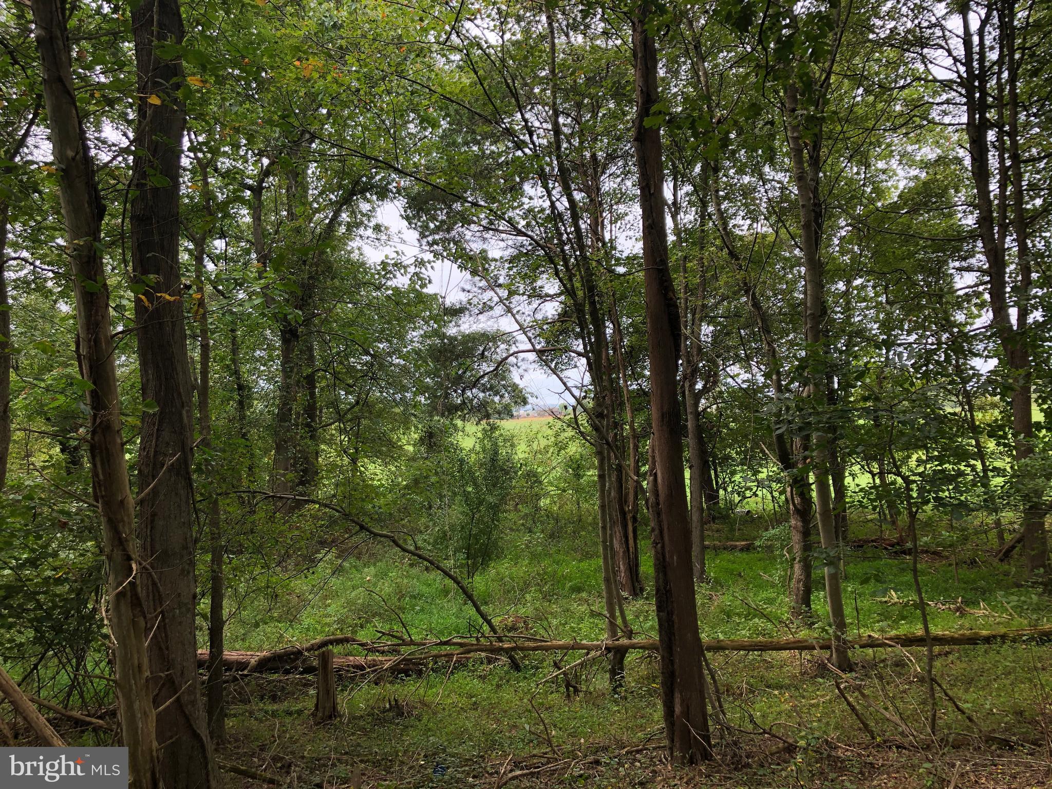 Lot 4 Settle School Road Rixeyville, VA 22737 - Photo 11 of 13