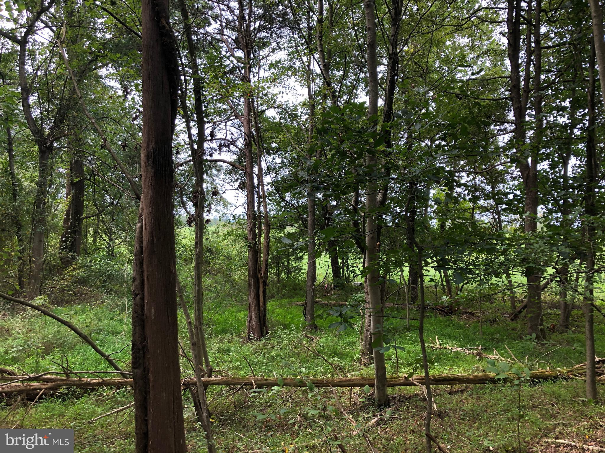 Lot 4 Settle School Road Rixeyville, VA 22737 - Photo 3 of 13 3/4 way back on property view from back