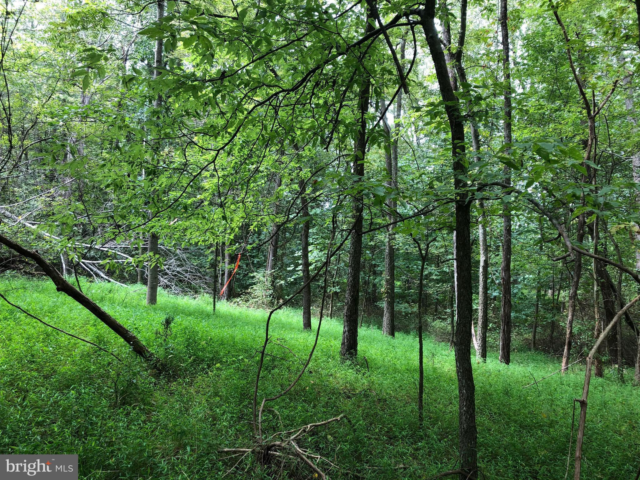 Lot 4 Settle School Road Rixeyville, VA 22737 - Photo 4 of 13
