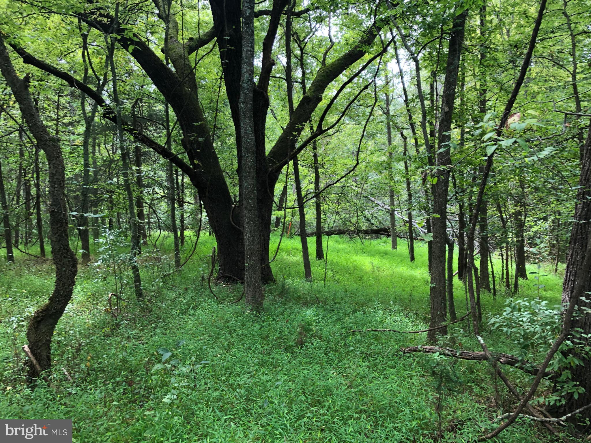 Lot 4 Settle School Road Rixeyville, VA 22737 - Photo 5 of 13