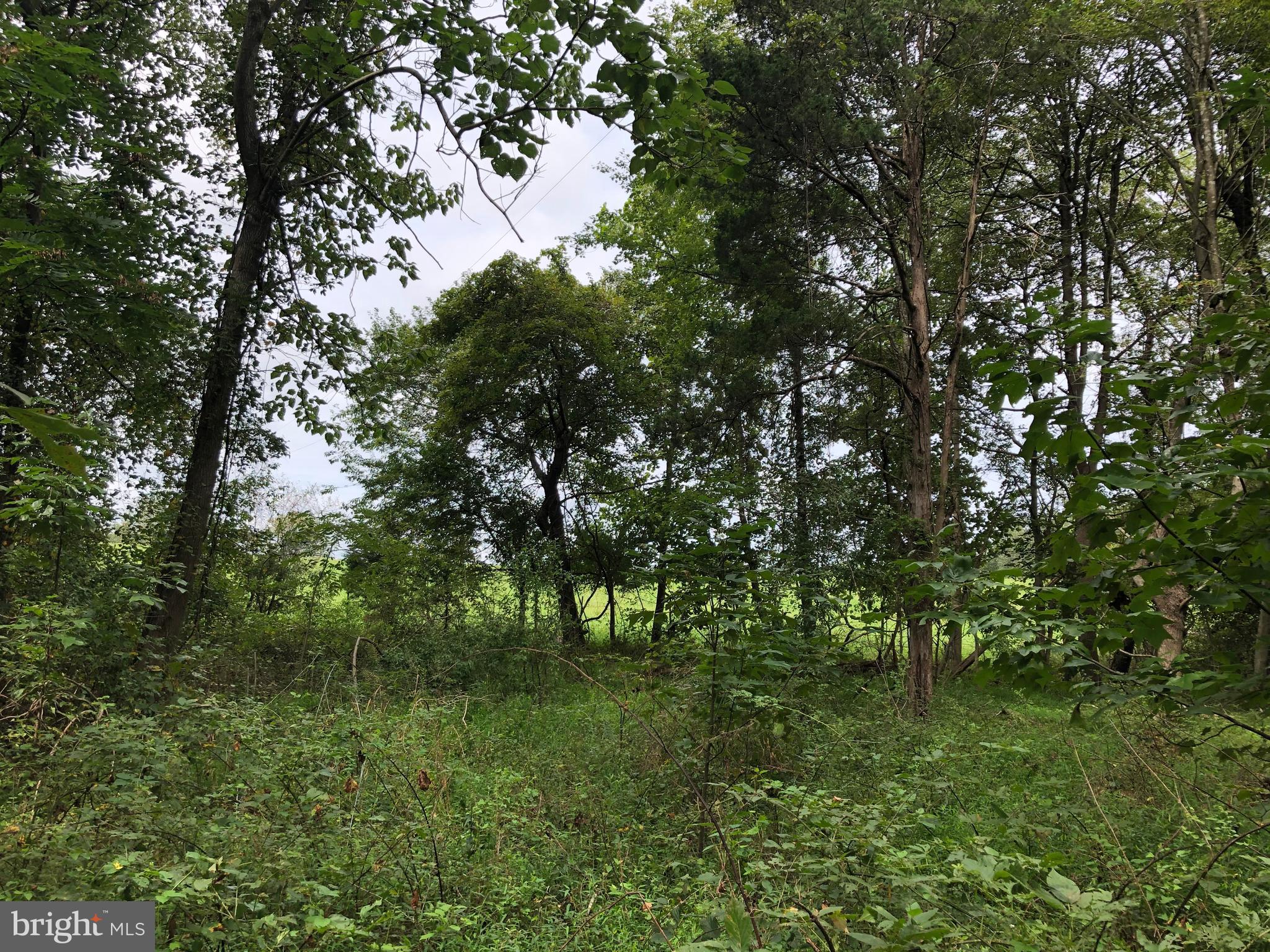 Lot 4 Settle School Road Rixeyville, VA 22737 - Photo 10 of 13 Nice view from future house site, clear trees