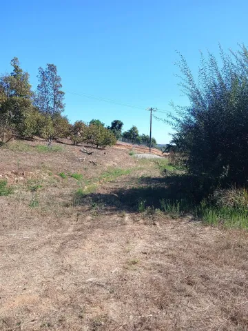 a view of a dry yard with trees