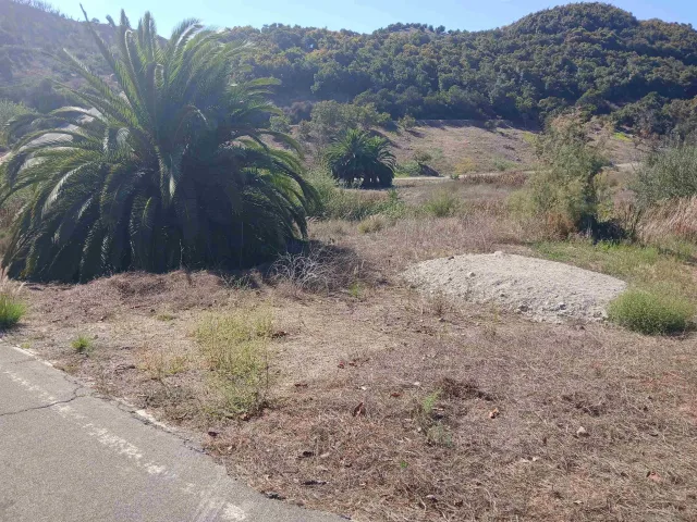 a view of a dry yard with trees