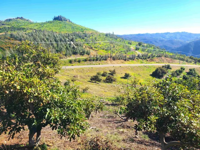 a view of a yard of a building