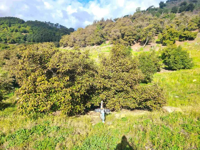 a view of a lake in middle of forest