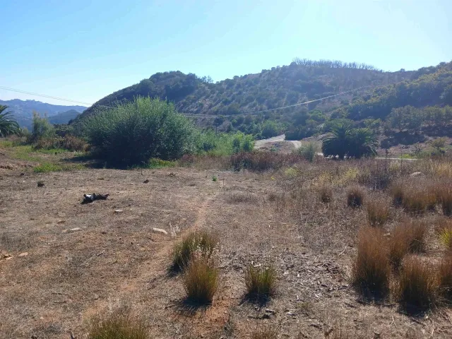 a view of a dry yard with trees