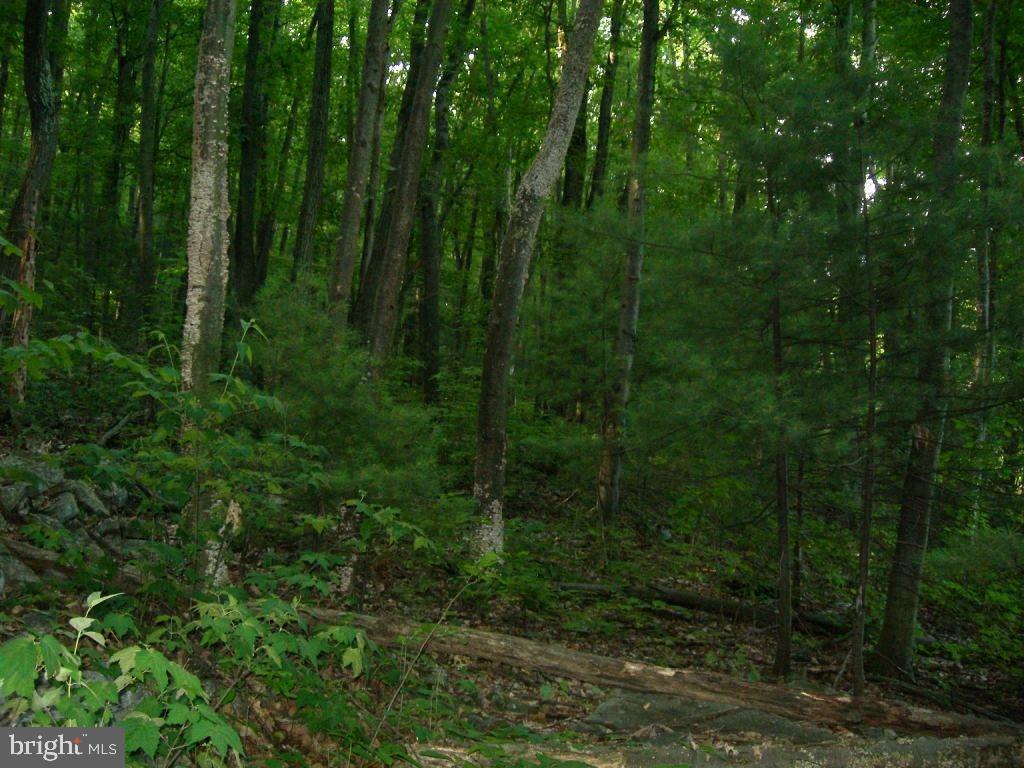 0 Mill Road Elizabethville, PA 17023 - Photo 5 of 6 Gallery Image 5