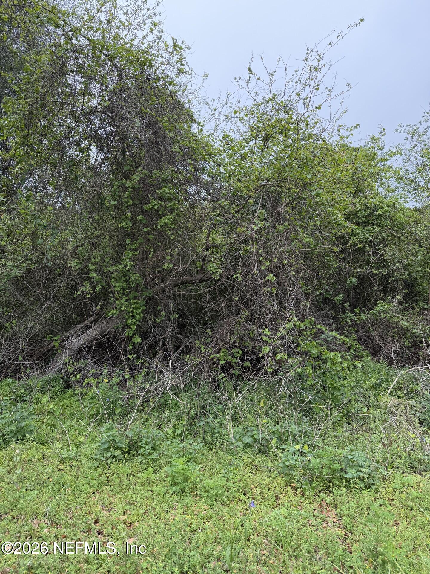104 Kerry Satsuma, FL 32189 - Photo 2 of 2 a view of a lush green forest with lots of trees