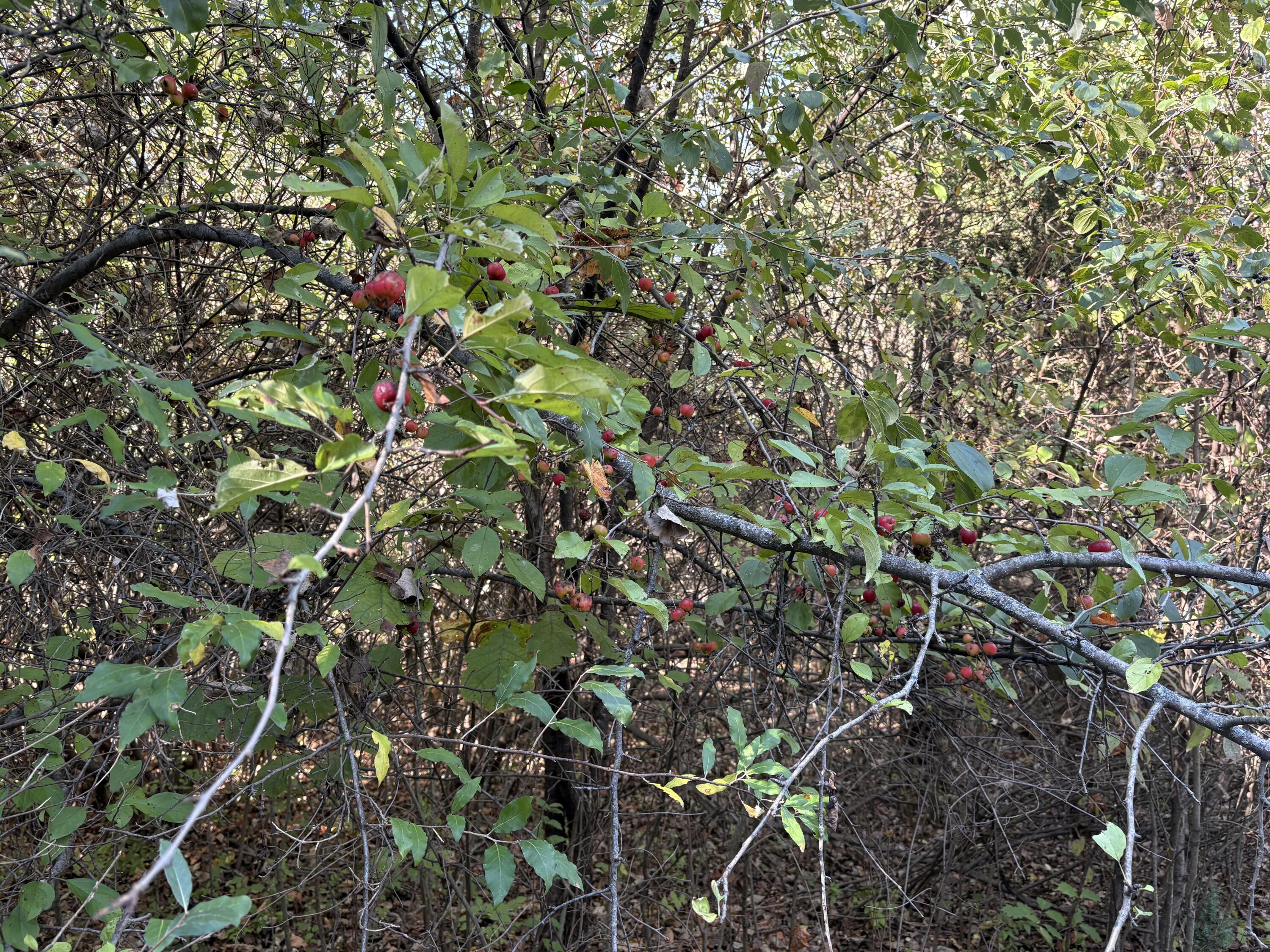 69 Clinton Way Jackson, MI 49201 - Photo 3 of 5 IMG_8270