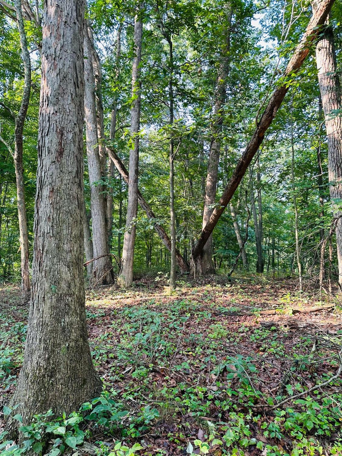 6329 Sunshine Ridge Road Blue Creek, OH 45616 - Photo 29 of 89