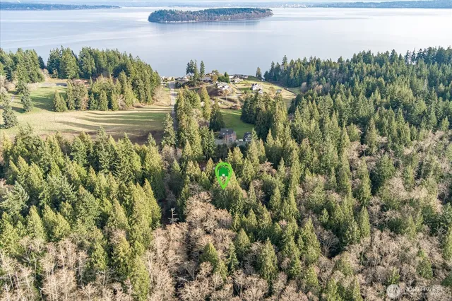 a view of a forest with trees in the background