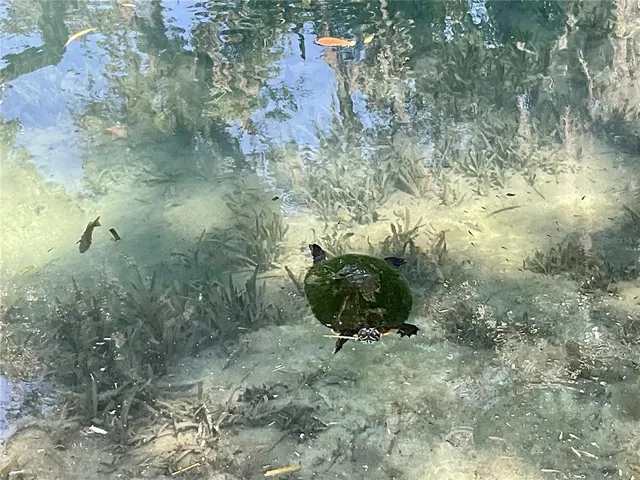 a view of a forest with a tree