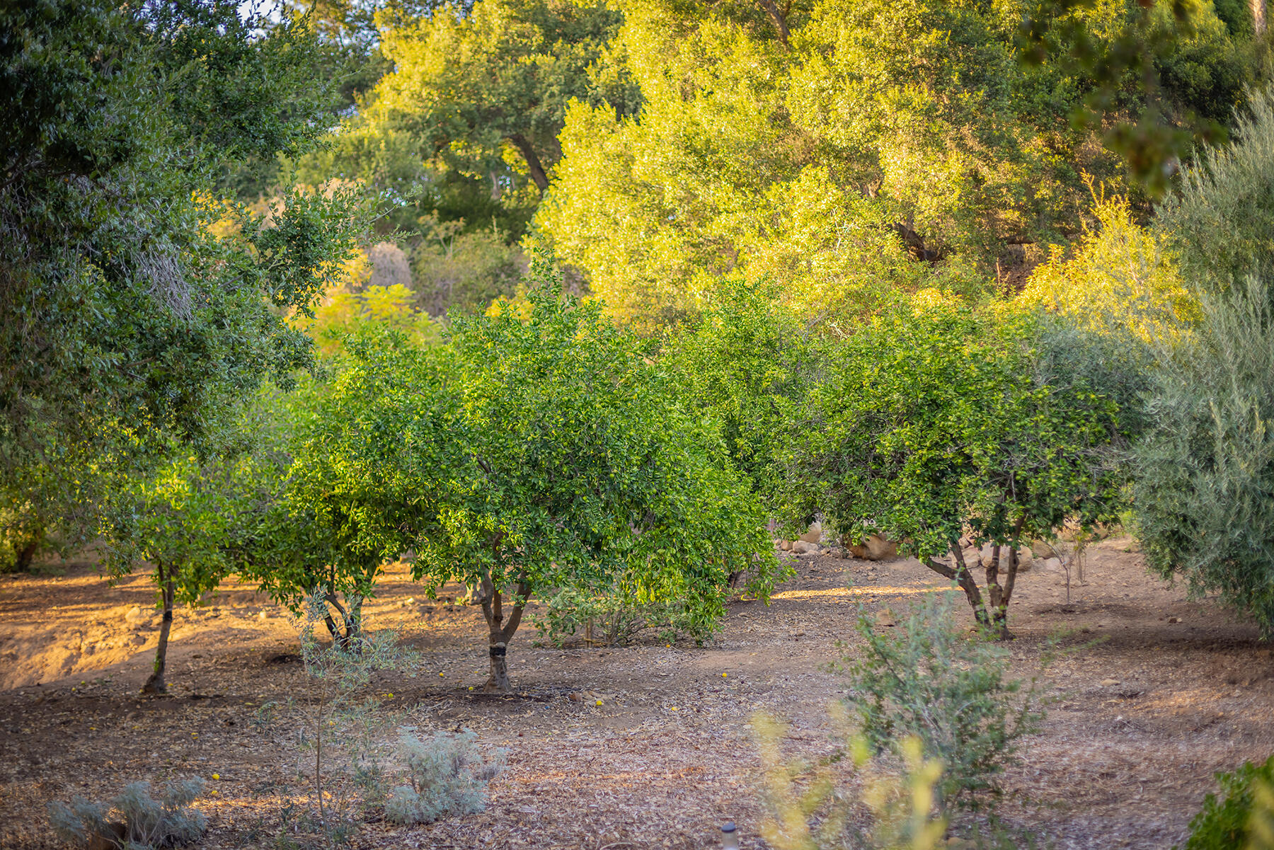 265 East Villanova Road Ojai, CA 93023 - Photo 22 of 43 25 Villanova