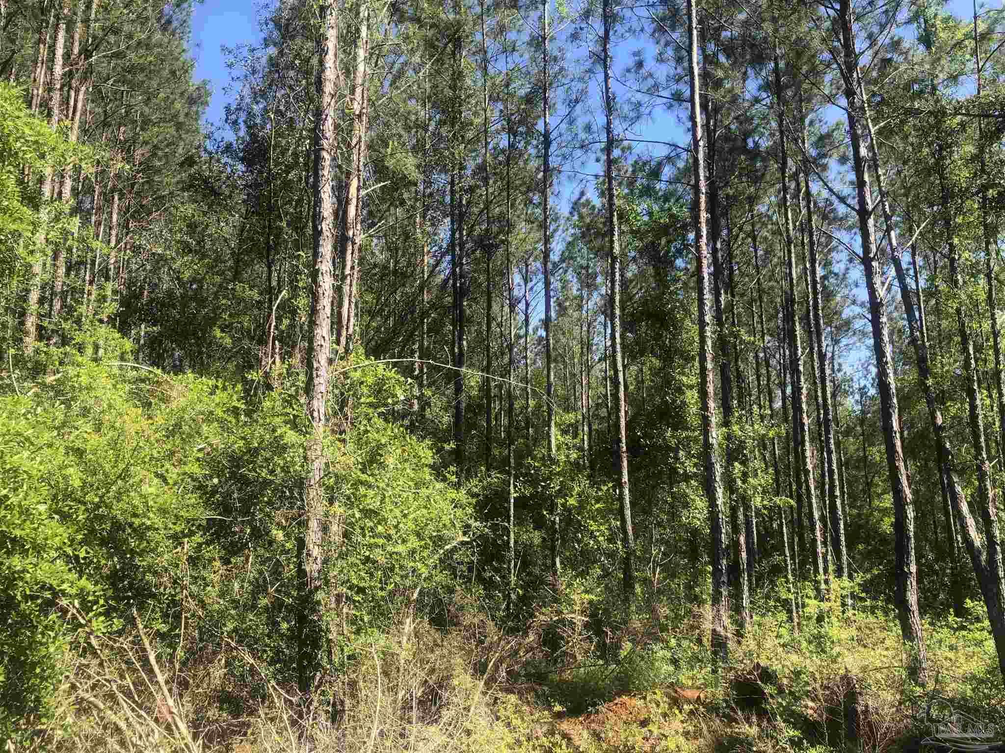 Lot 67-br Buffalo Ridge Road Milton, FL 32571 - Photo 6 of 13