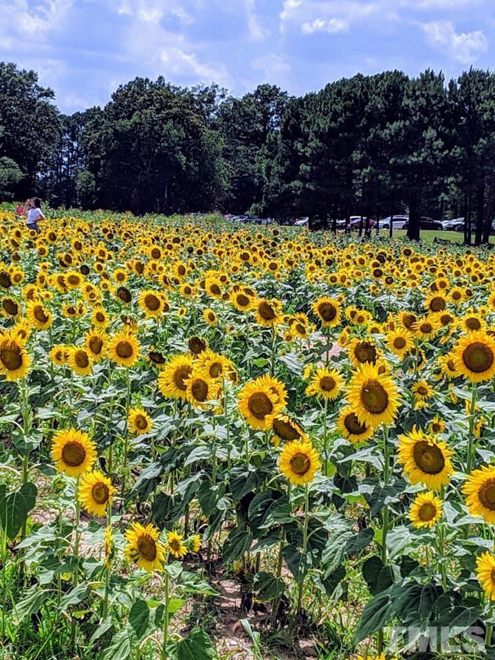 2615 Layden Street Raleigh, NC 27603 - Photo 34 of 34 a view of a yard