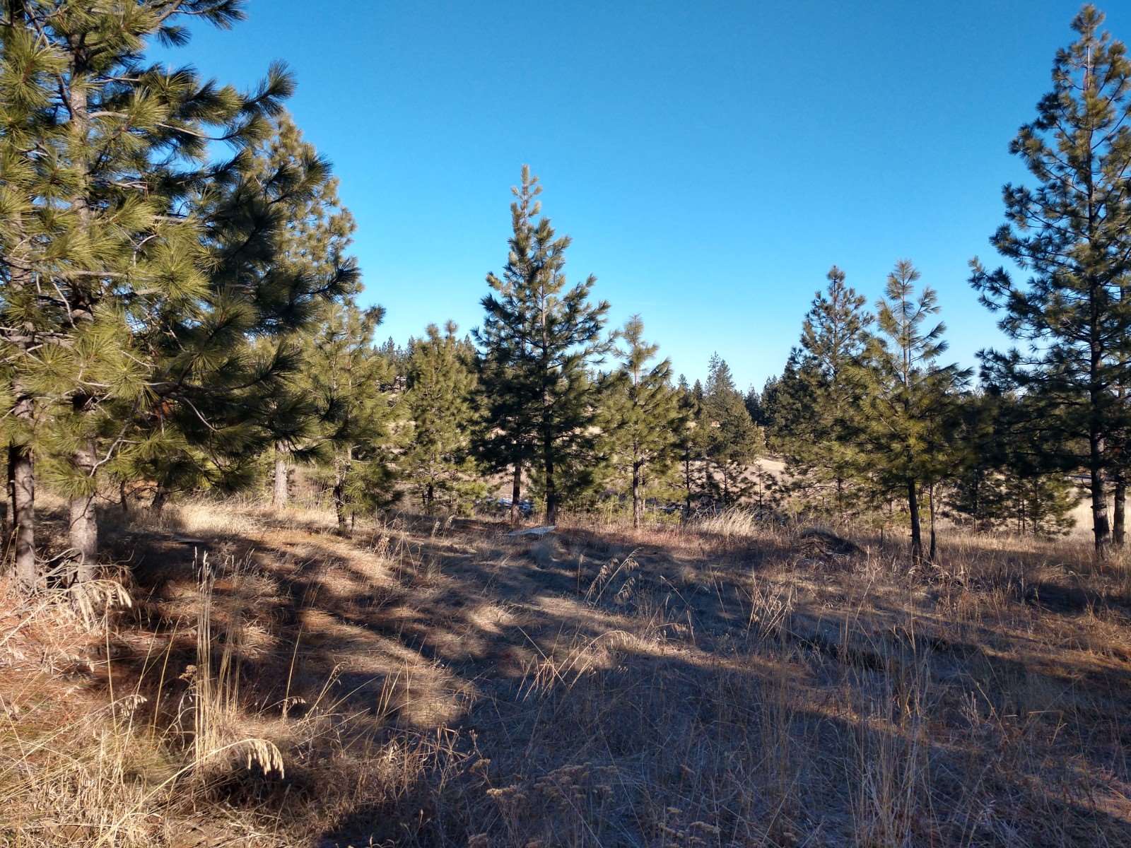 0 West Woolard Road Colbert, WA 99005 - Photo 7 of 11