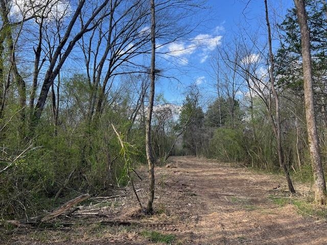 a view of a forest